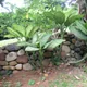 Dieffenbachia bowmannii