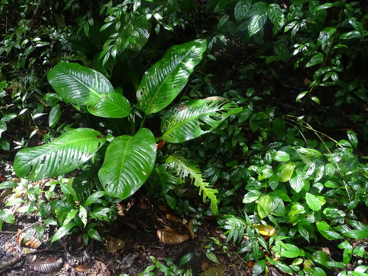 Dieffenbachia longispatha