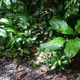 Dieffenbachia longispatha