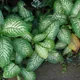 Dumb cane