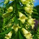 Digitalis lutea