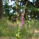 Fairy bells