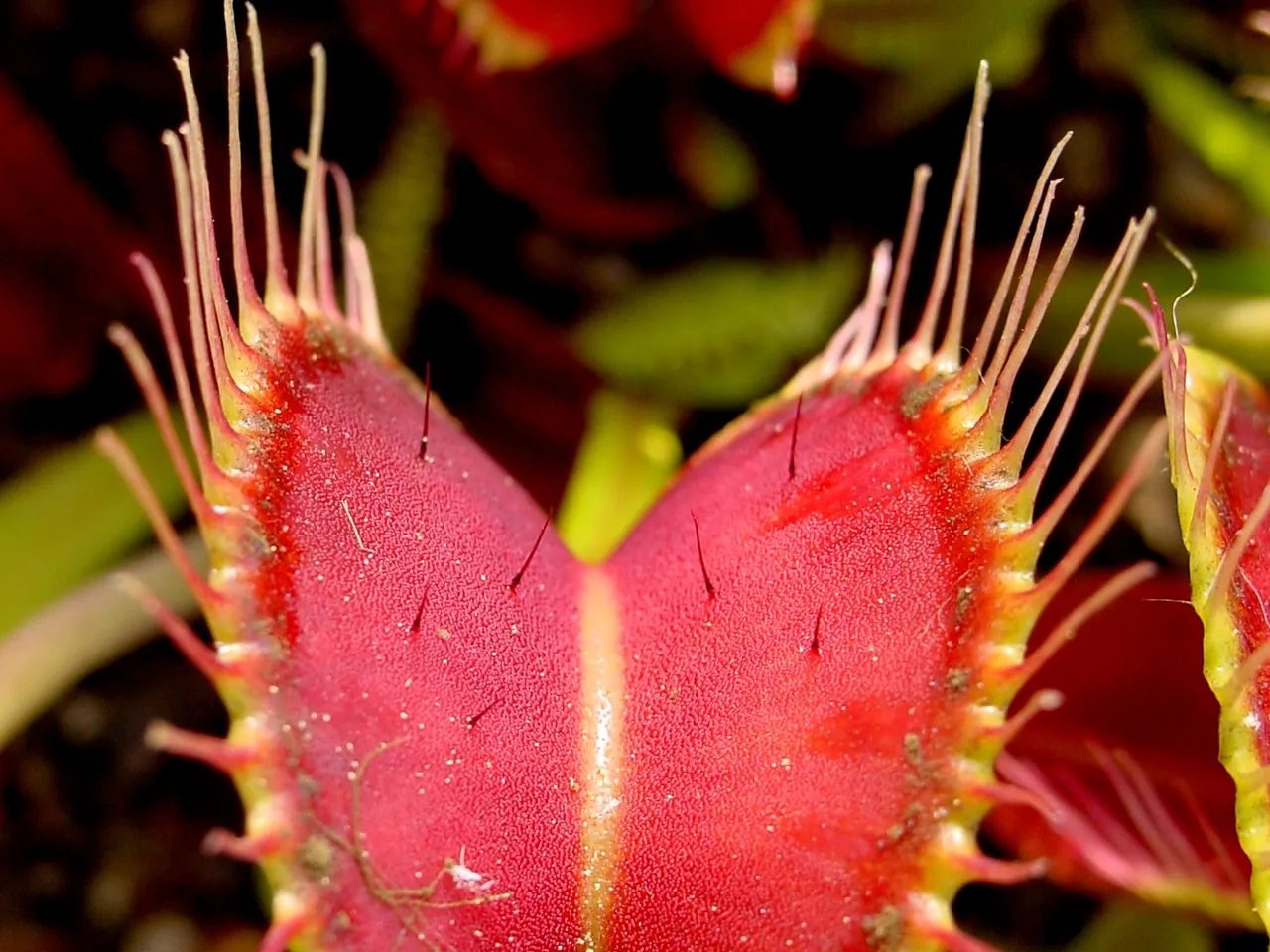 Venus flytrap