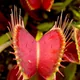 Venus flytrap