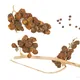 Dioscorea communis
