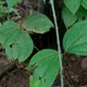 Yam (vegetable)