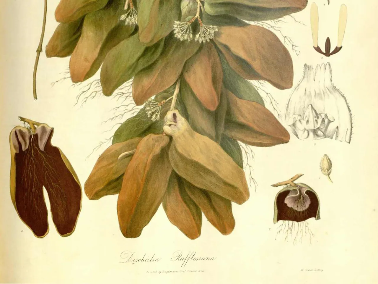 Dischidia major