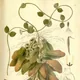 Dischidia major