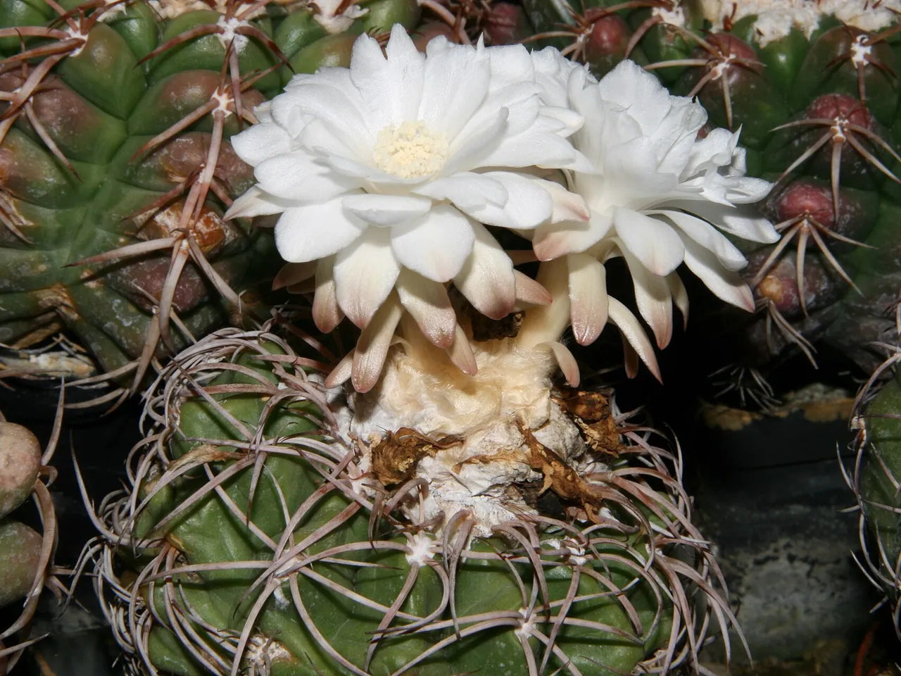Discocactus bahiensis
