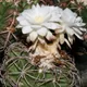 Discocactus bahiensis