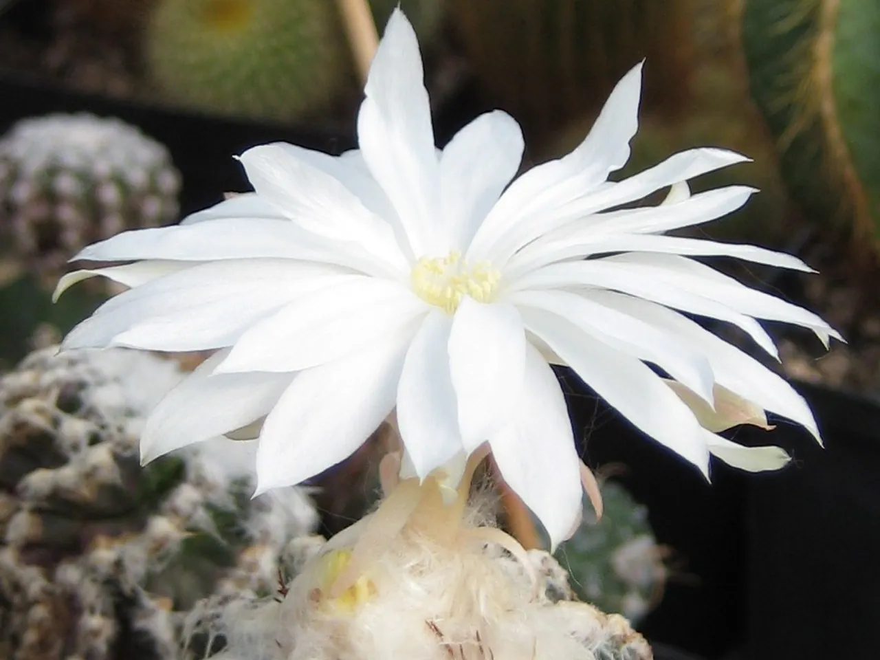 Discocactus horstii