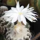 Discocactus horstii