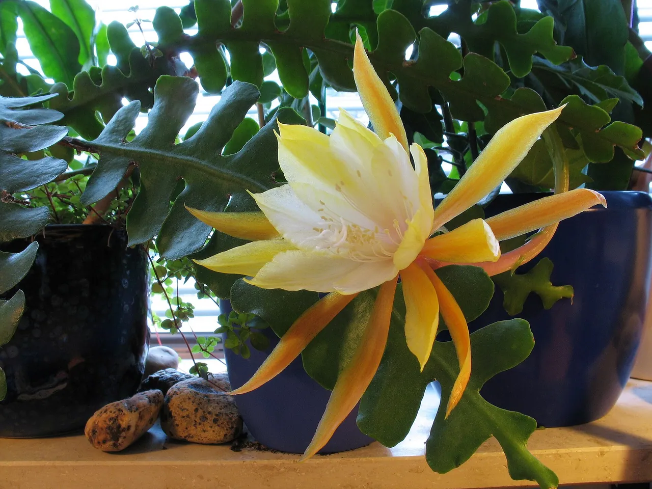 Disocactus anguliger