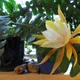 Disocactus anguliger