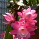 Disocactus phyllanthoides
