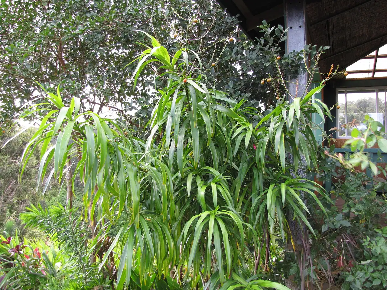 Dracaena angustifolia