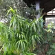 Dracaena angustifolia