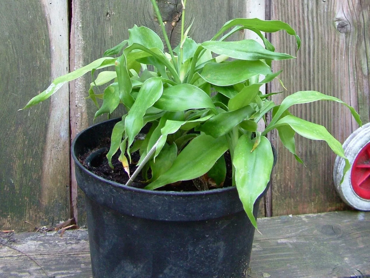 Dracaena braunii