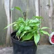 Dracaena braunii