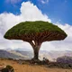 Dracaena cinnabari