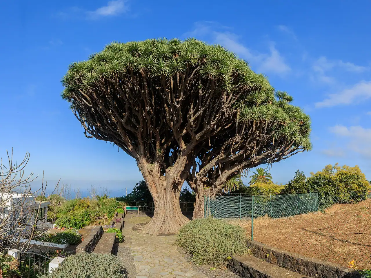 Dragon blood tree