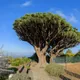 Dragon blood tree