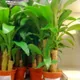 Corn plant