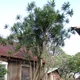 Dragon tree