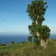Dracaena reflexa