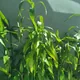 Belgian Evergreen