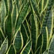 Snake plant (Dracaena)