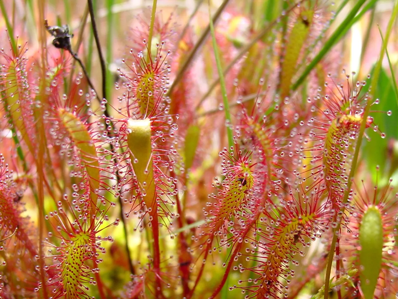 Sundew
