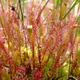Sundew