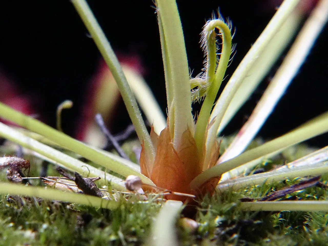 Cape sundew