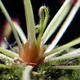 Cape sundew