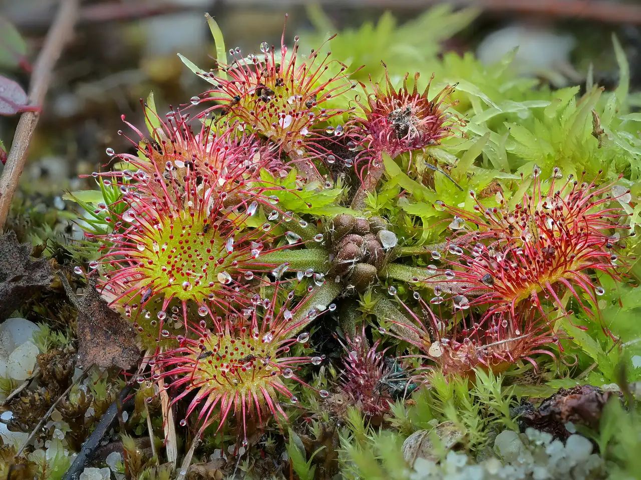 Common sundew