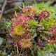 Common sundew
