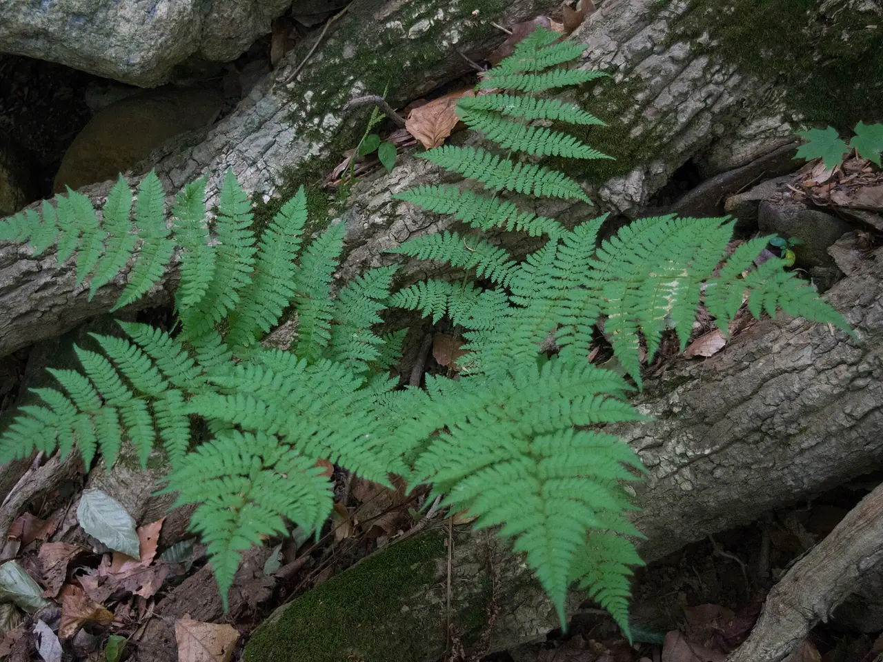 Dryopteris carthusiana