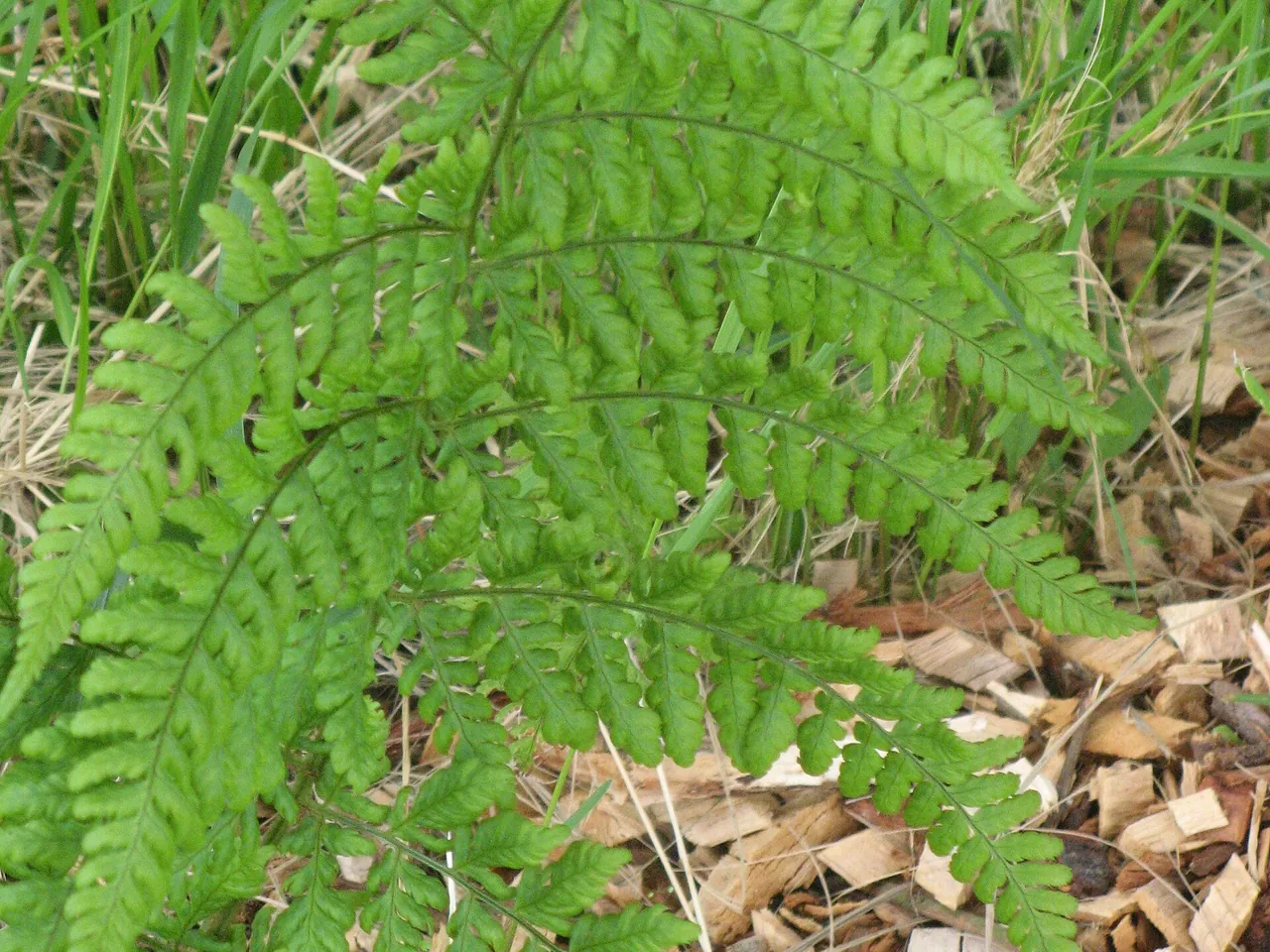 Dryopteris dilatata