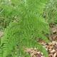 Dryopteris dilatata