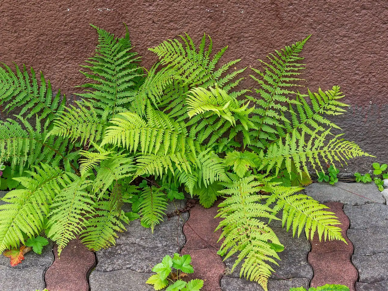 Male fern