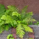 Male fern