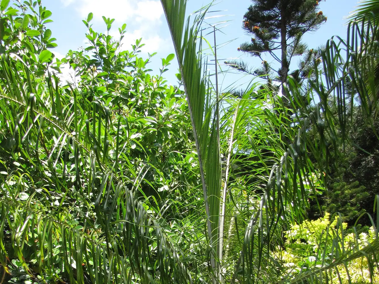 Ambositra palm