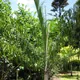 Ambositra palm