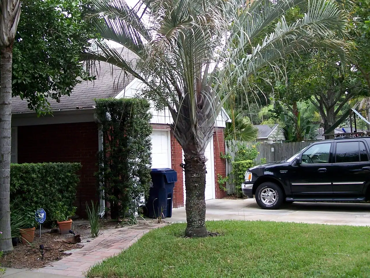 Triangle palm