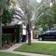 Triangle palm