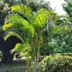 Areca palm