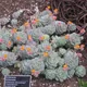 Echeveria derenbergii