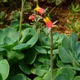 Echeveria gibbiflora