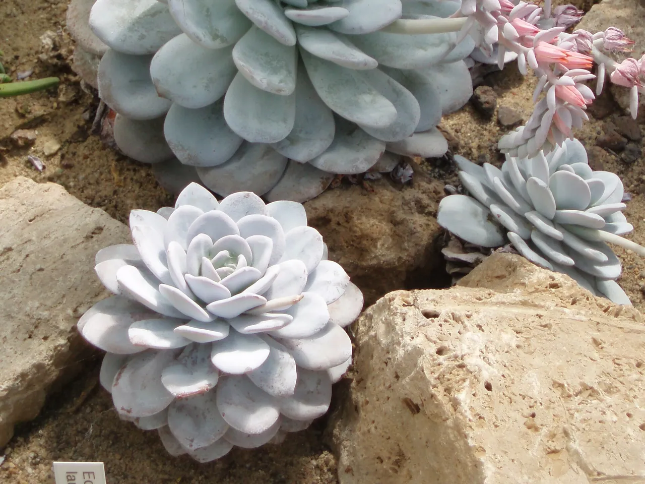 Echeveria laui